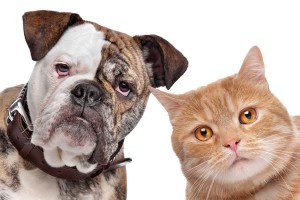 Dog & Cat