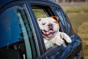 Traveling with Your Pet